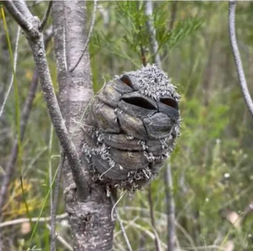 woman stunned after realizing happy bird she found in forest is something 13407