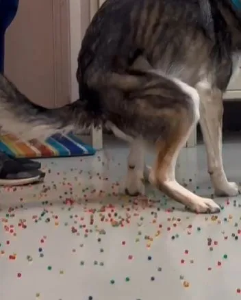 owner stunned after dog poops out entire bag of rainbow orbeez 13535
