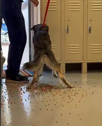 owner stunned after dog poops out entire bag of rainbow orbeez 13536