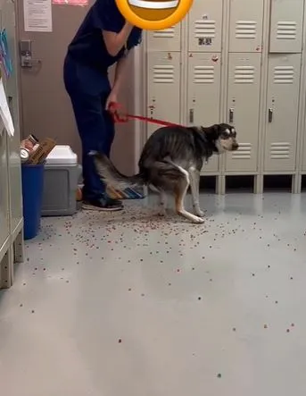 owner stunned after dog poops out entire bag of rainbow orbeez 13537