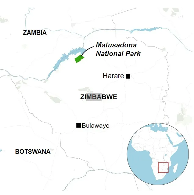 eight-year-old boy stays alive for five days among 40 lions after practicin 13725