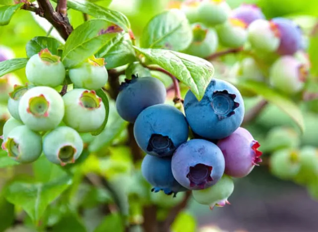 people are mind-blown after discovering blueberries aren’t actually blue 13724
