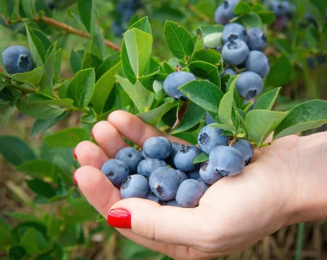 people are mind-blown after discovering blueberries aren’t actually blue 13723