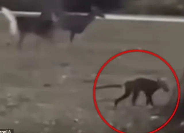 experts baffled over footage capturing bizarre creature in west virginia pa 13931