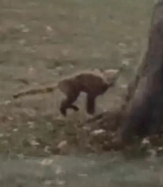 experts baffled over footage capturing bizarre creature in west virginia pa 13929