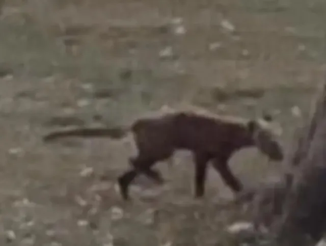 experts baffled over footage capturing bizarre creature in west virginia pa 13930