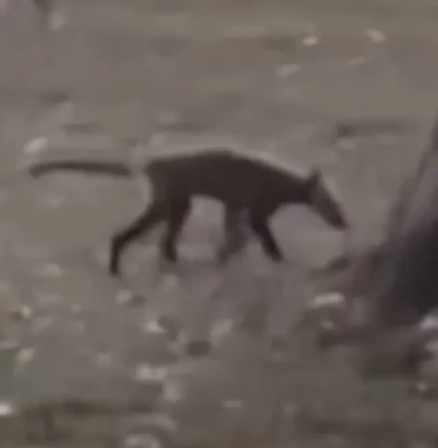 experts baffled over footage capturing bizarre creature in west virginia pa 13928