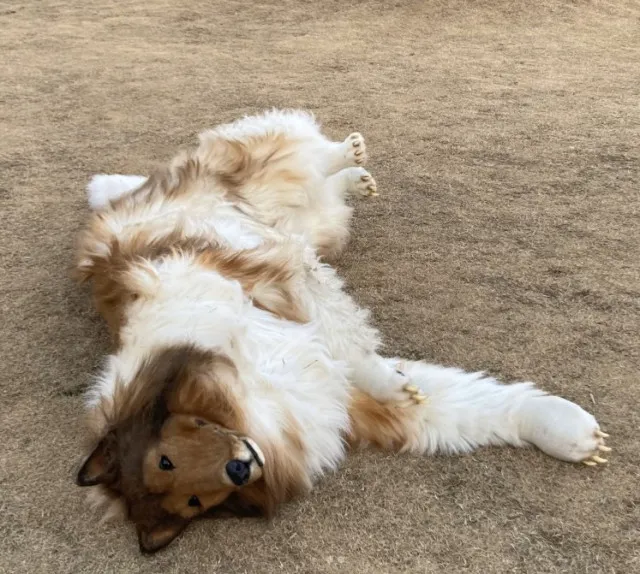 man who spent $14k to transform into a dog reveals he wants to live as anot 14048