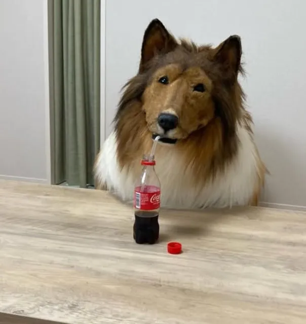 man who spent $14k to transform into a dog reveals he wants to live as anot 14047