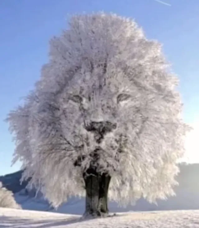 optical illusion reveals whether you are a private or social person 14087