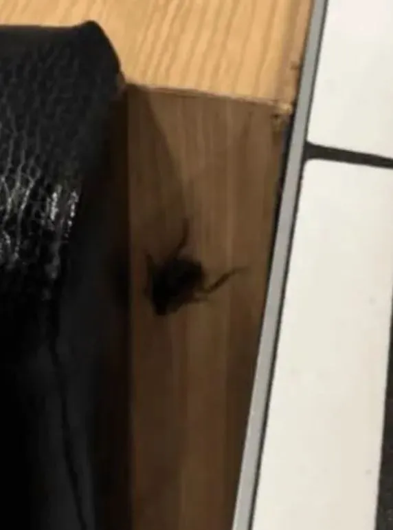 cockroaches and maggots caught on camera inside mcdonald’s 14241