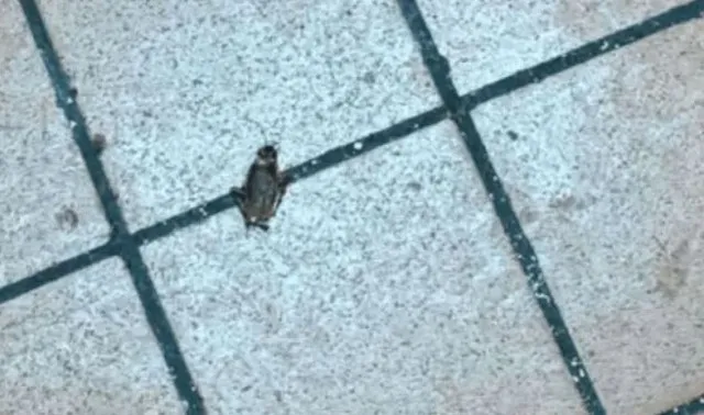 cockroaches and maggots caught on camera inside mcdonald’s 14242