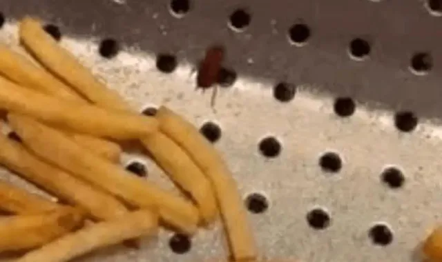 cockroaches and maggots caught on camera inside mcdonald’s 14243