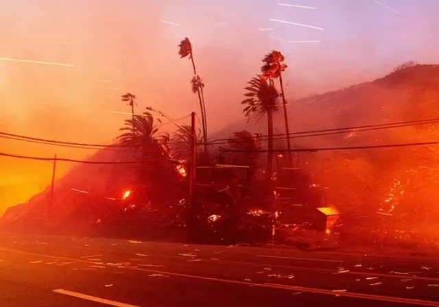 lush green palm trees sparks wild conspiracy theories as still standing des 14539