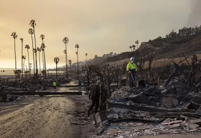 lush green palm trees sparks wild conspiracy theories as still standing des 14537