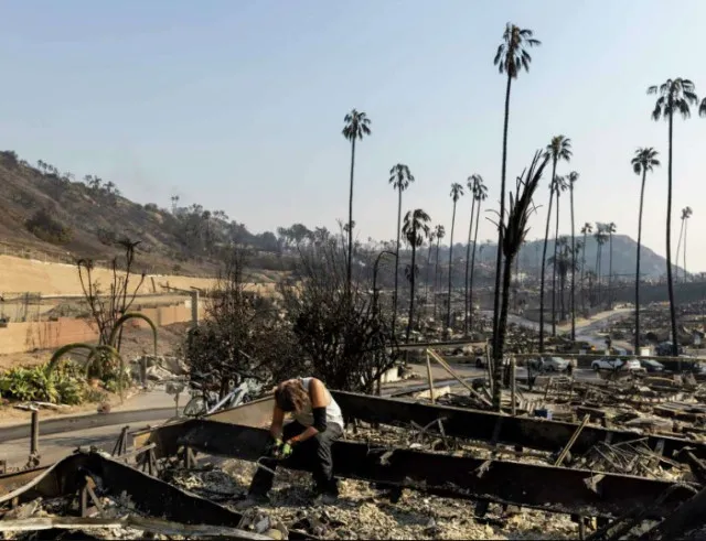 lush green palm trees sparks wild conspiracy theories as still standing des 14535