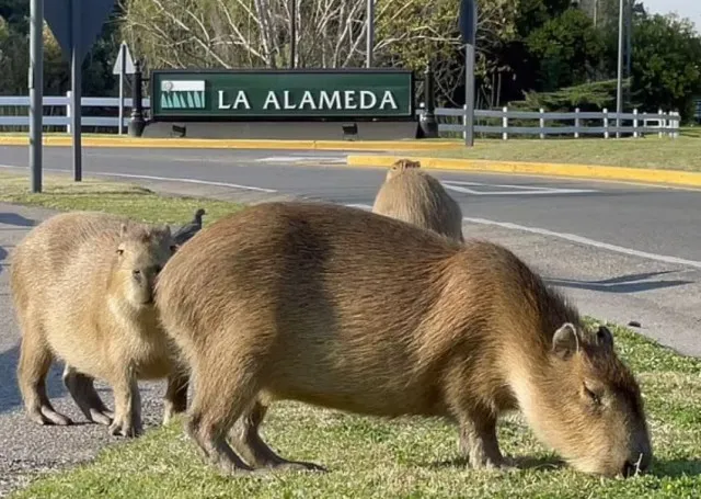 woman attacked by capybara while swimming in colombian lake 14809