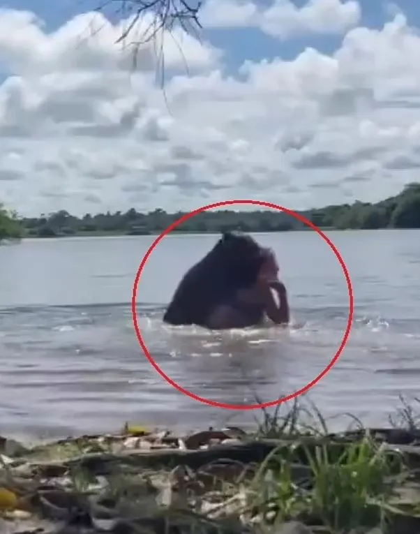 woman attacked by capybara while swimming in colombian lake 14812