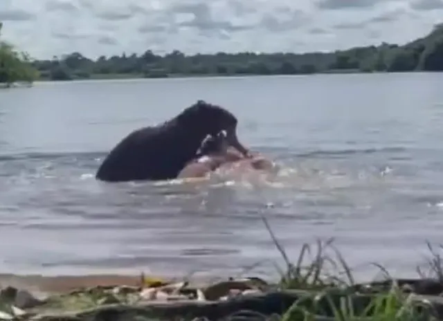woman attacked by capybara while swimming in colombian lake 14811