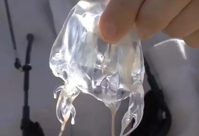man films himself being stung by worlds most venomous creature to see how 15228