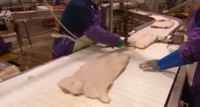 people-are-stunned-after-learning-how-bacon-is-made 15877
