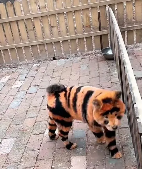 chinese zoo sparks outrage after dyeing dogs to look like tigers 15991