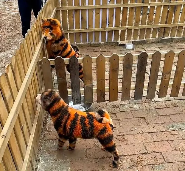 chinese zoo sparks outrage after dyeing dogs to look like tigers 15994