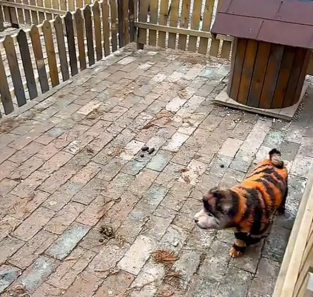 chinese zoo sparks outrage after dyeing dogs to look like tigers 15992