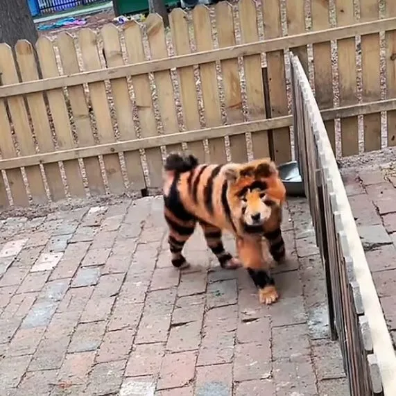 chinese zoo sparks outrage after dyeing dogs to look like tigers 15993