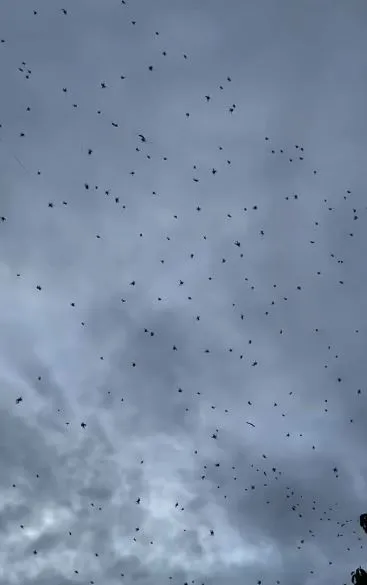 hundreds of spiders rain down from the sky in bizarre phenomenon 15983
