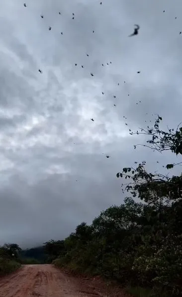 hundreds of spiders rain down from the sky in bizarre phenomenon 15984