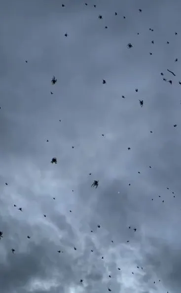 hundreds of spiders rain down from the sky in bizarre phenomenon 15985