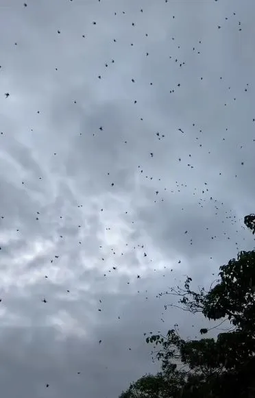 hundreds of spiders rain down from the sky in bizarre phenomenon 15986