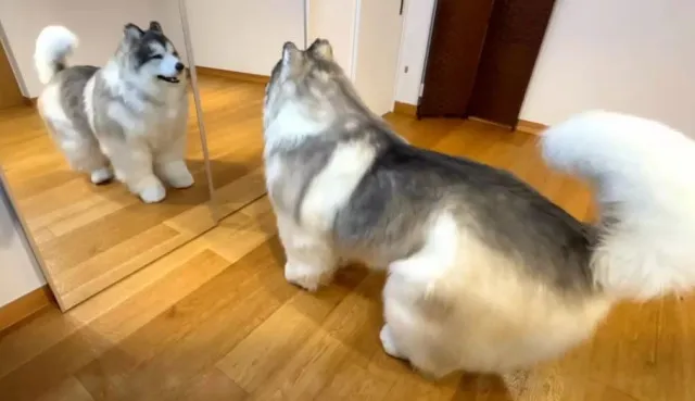 man who spent $14,000 to become a dog opens unique animal experience 16022