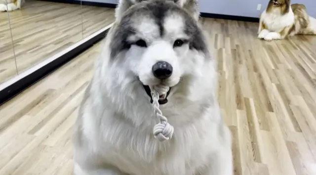 man who spent $14,000 to become a dog opens unique animal experience 16020