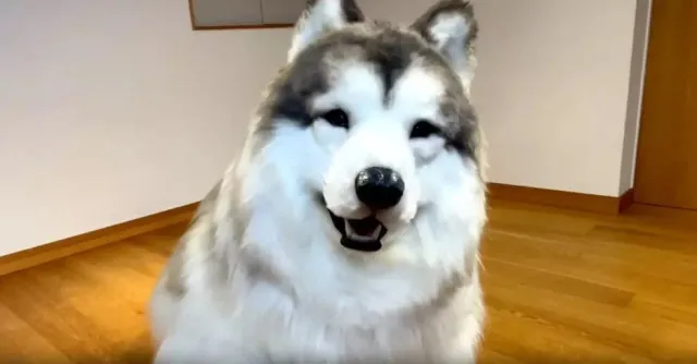 man who spent $14,000 to become a dog opens unique animal experience 16021