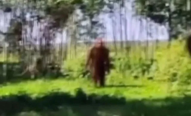 sleuths stunned after spotting bigfoot look-alike on google maps 16443