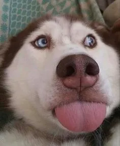 husky - the king of goofiness in the dog world! 17127