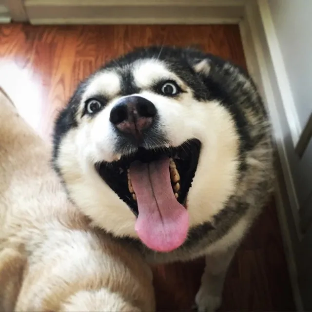 husky - the king of goofiness in the dog world! 17120