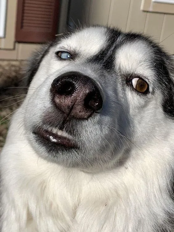 husky - the king of goofiness in the dog world! 17124