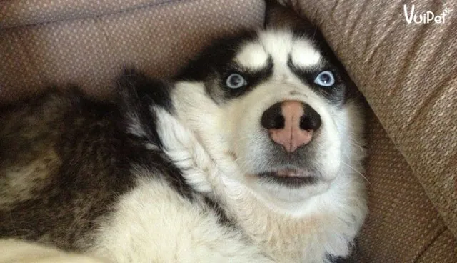husky - the king of goofiness in the dog world! 17126