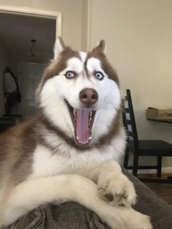 husky - the king of goofiness in the dog world! 17131