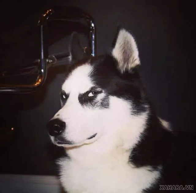 husky - the king of goofiness in the dog world! 17130