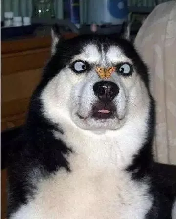 husky - the king of goofiness in the dog world! 17122