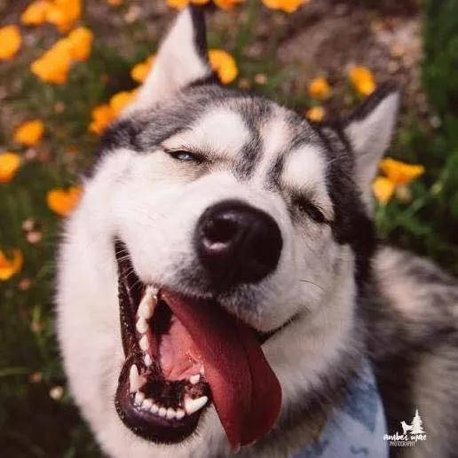 husky - the king of goofiness in the dog world! 17129
