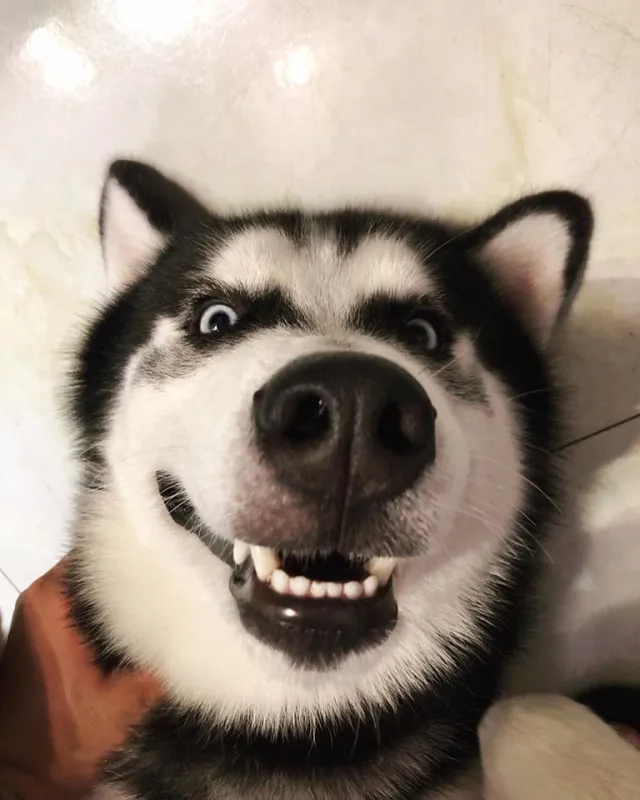 husky - the king of goofiness in the dog world! 17121