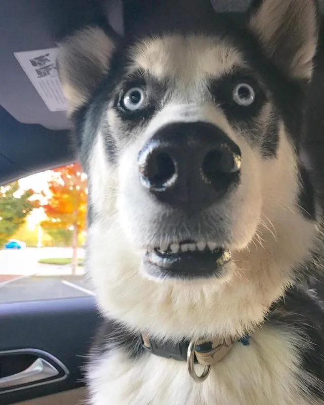 husky - the king of goofiness in the dog world! 17123