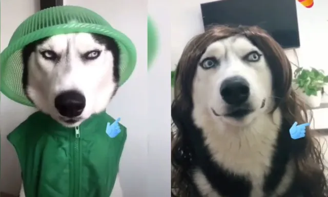 husky - the king of goofiness in the dog world! 17125