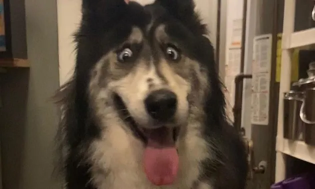 husky - the king of goofiness in the dog world! 17128