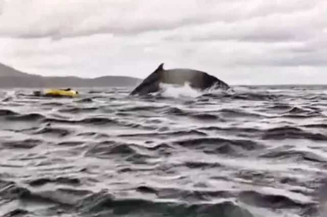 kayaker reveals terrifying moment he was ‘swallowed by whale’ 17084